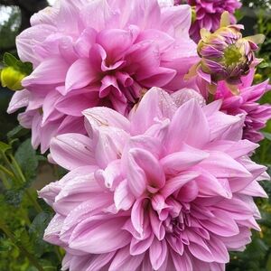 😻 Meet the Posher 💐